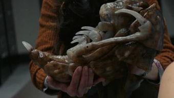 鸭王西瓜在线观看影片,网络奇遇，笑料横生的视觉盛宴